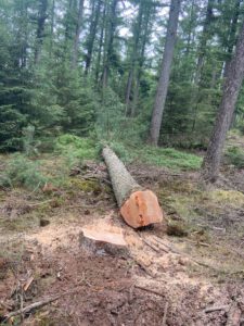 Bosbeheer