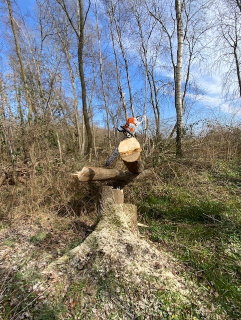 Bos Dunning